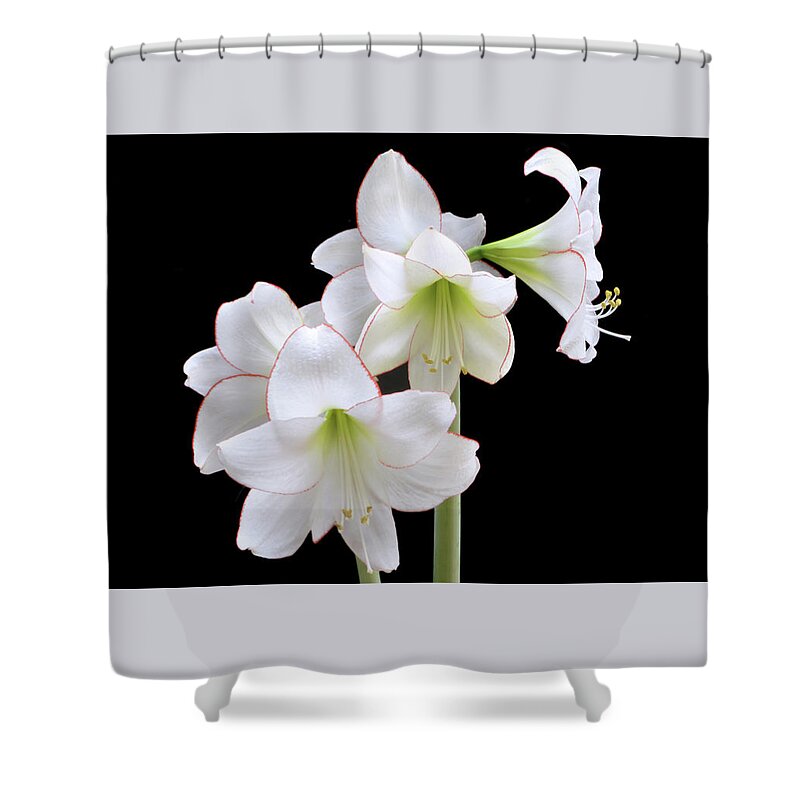 Amaryllis Shower Curtain featuring the photograph Amaryllis Picotee by Terence Davis
