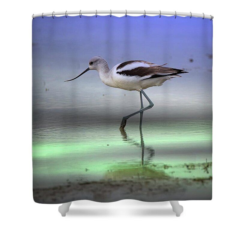 Americanavocet Shower Curtain featuring the photograph American Avocet by Pam Rendall
