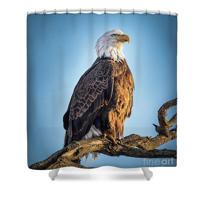 American Bald Eagle Shower Curtain featuring the photograph American Bald Eagle on a Branch by Sandra Rust