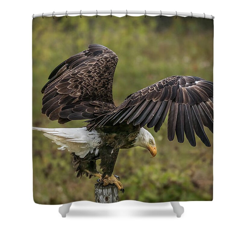 Eagle Shower Curtain featuring the photograph American Bald Eagle Perch Wings by Patti Deters