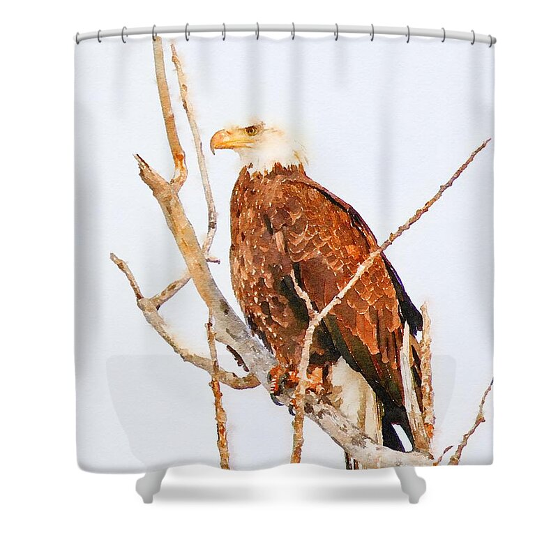 Eagle Shower Curtain featuring the mixed media American Bald Eagle Watercolor by Susan Rydberg