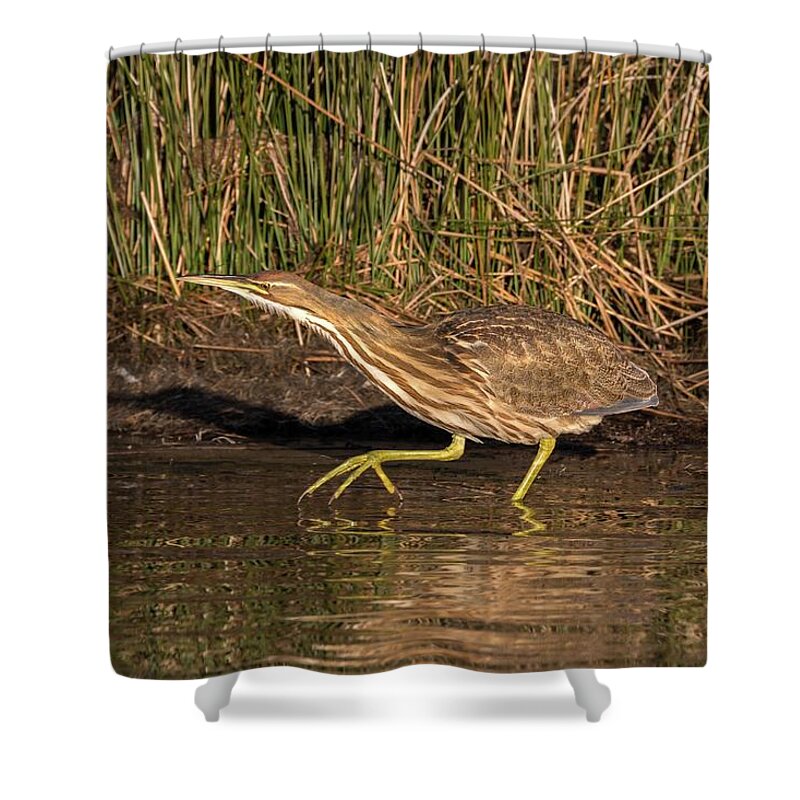Action Shower Curtain featuring the photograph American Bittern on the Prowl by Liza Eckardt