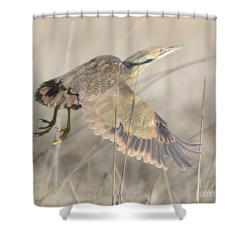 Bird Shower Curtain featuring the photograph American Bittern on the Wing by Dennis Hammer