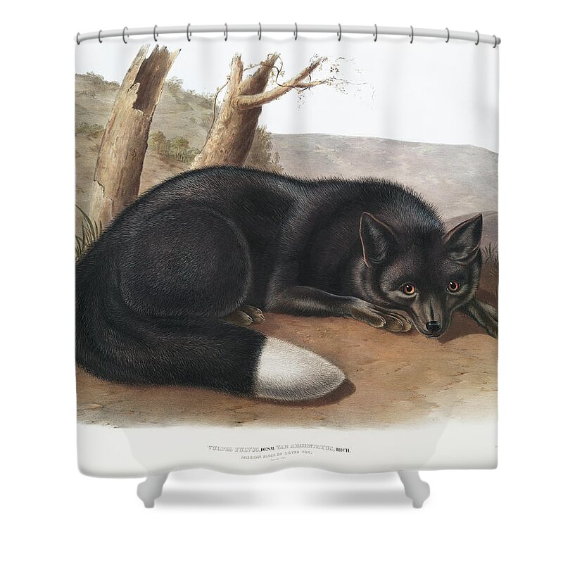 America Shower Curtain featuring the mixed media American Black Fox. John Woodhouse Audubon by World Art Collective