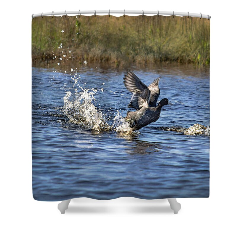 American Coot Shower Curtain featuring the photograph American Coots Take Flight at Merced Wildlife Refuge by Brian Tada