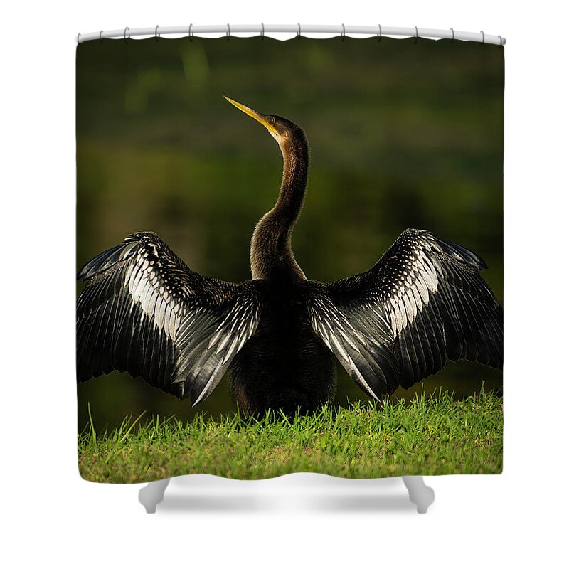 Birds Shower Curtain featuring the photograph American Darter by Larry Marshall