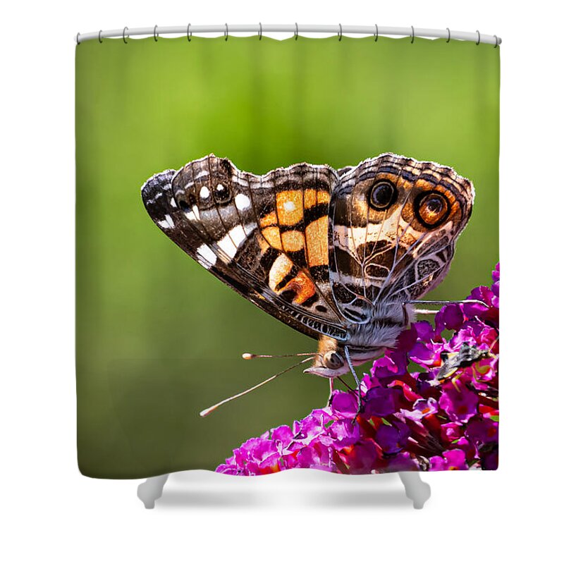 Butterfly Shower Curtain featuring the photograph American Lady by Linda Bonaccorsi