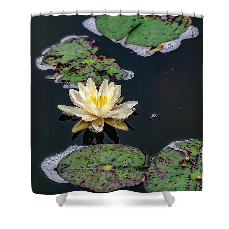 Lotus Shower Curtain featuring the photograph American lotus in a pond 2 by Flees Photos
