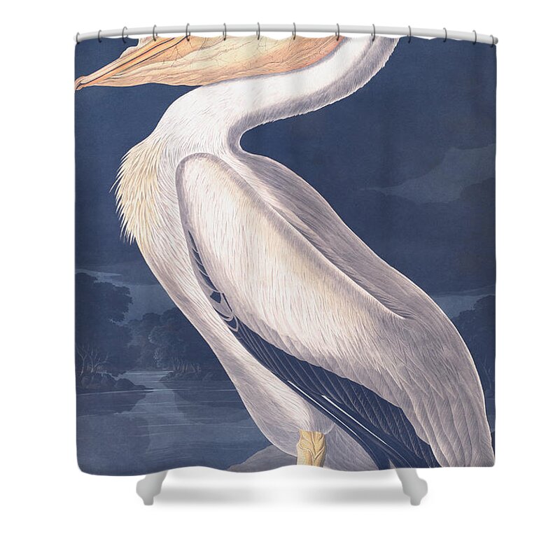 Bird Shower Curtain featuring the drawing American White Pelican by Robert Havell