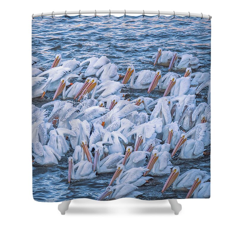 American White Pelicans Shower Curtain featuring the photograph American White Pelicans Early Morning Feeding by Debra Martz