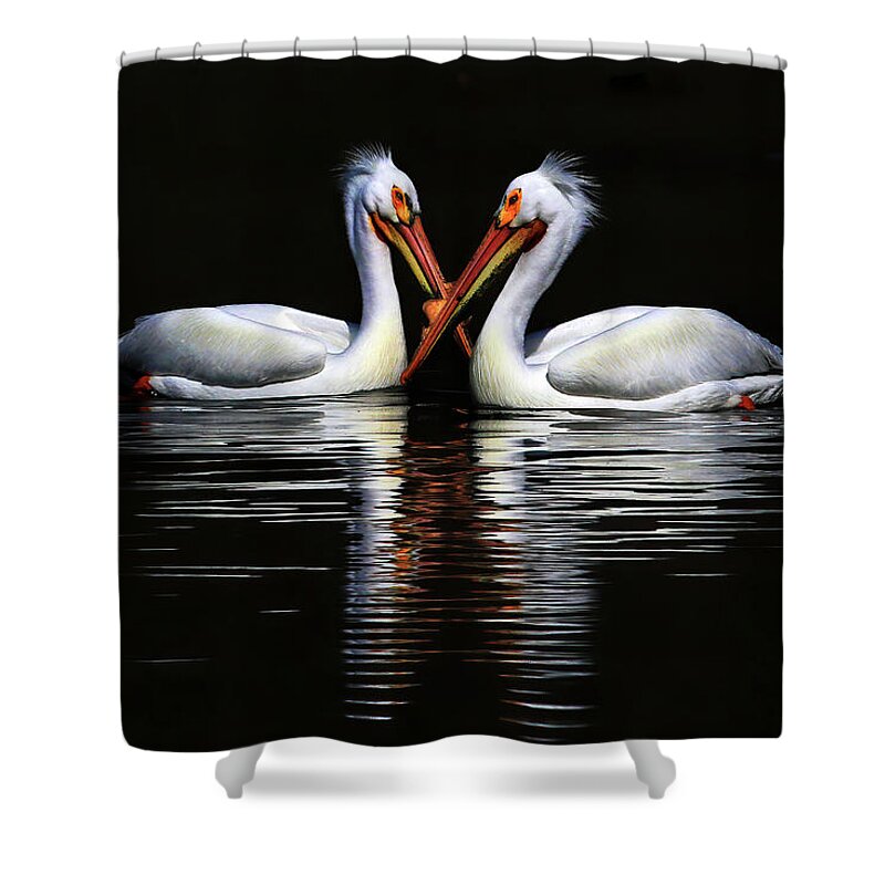 American White Pelican Shower Curtain featuring the photograph American White Pelicans by Shixing Wen