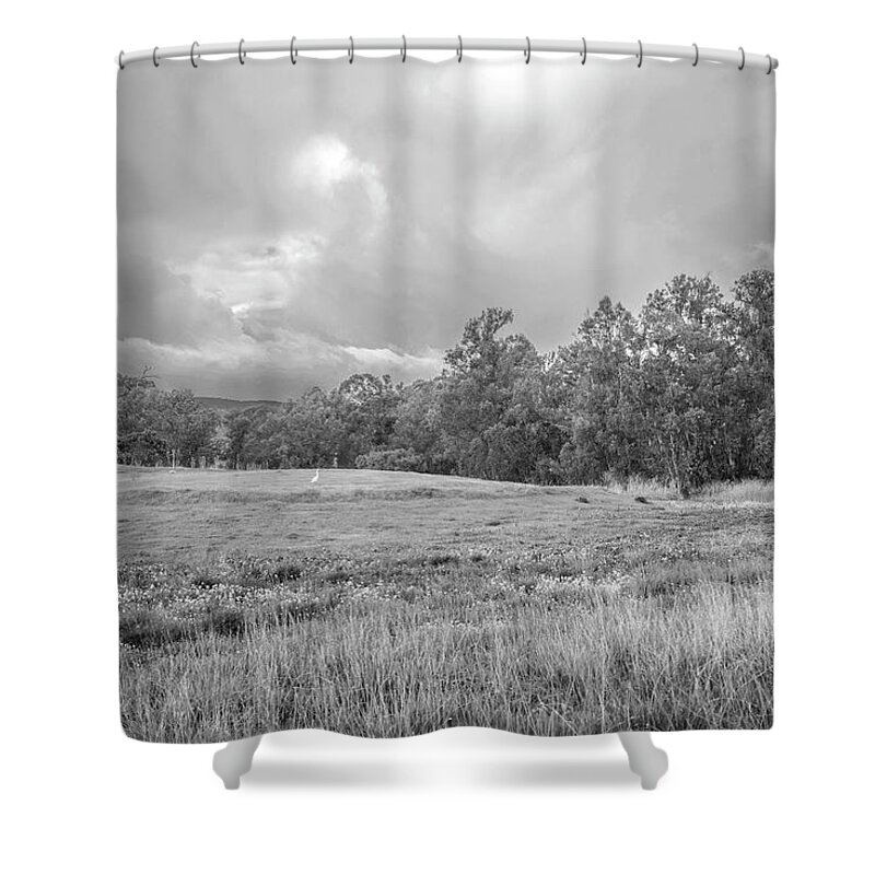 Monochrome Black And White Snowy Egret White Bird Field Stormy Grass Trees Cloudy Moody Shower Curtain featuring the photograph Among the Stacks SS BW by Perry Hambright