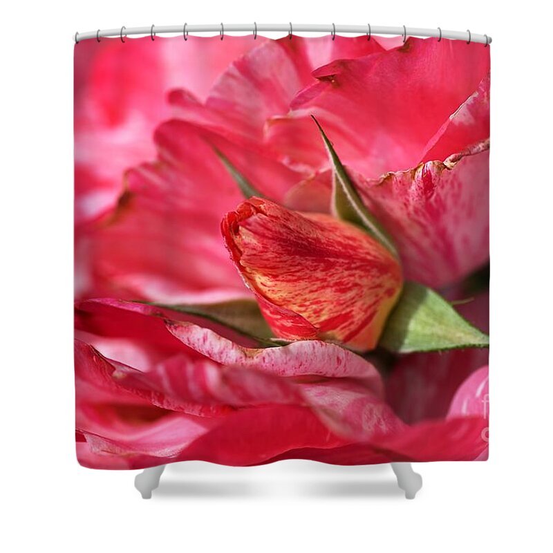 Joy Watson Shower Curtain featuring the photograph Amongst The Rose Petals by Joy Watson