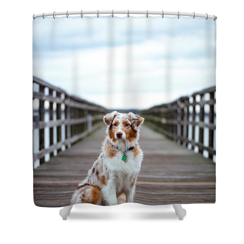 Australian Shepherd Shower Curtain featuring the photograph Amy the Aussie by Marlo Horne