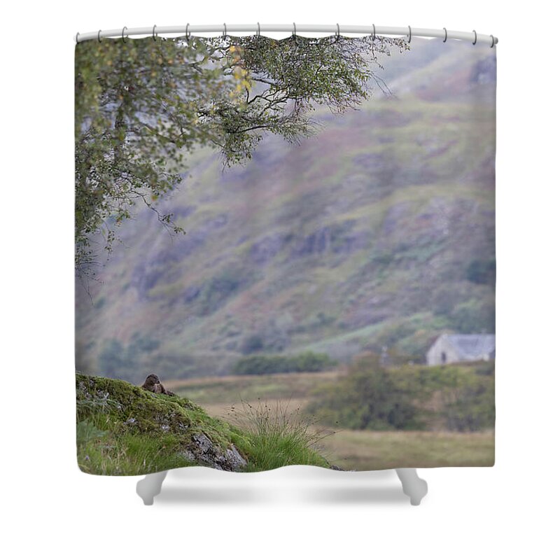 Otter Shower Curtain featuring the photograph An Otter's View by Pete Walkden