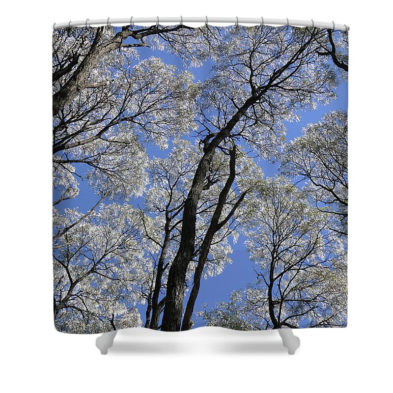 Trees Shower Curtain featuring the photograph Ancient Tree Tops by Maryse Jansen