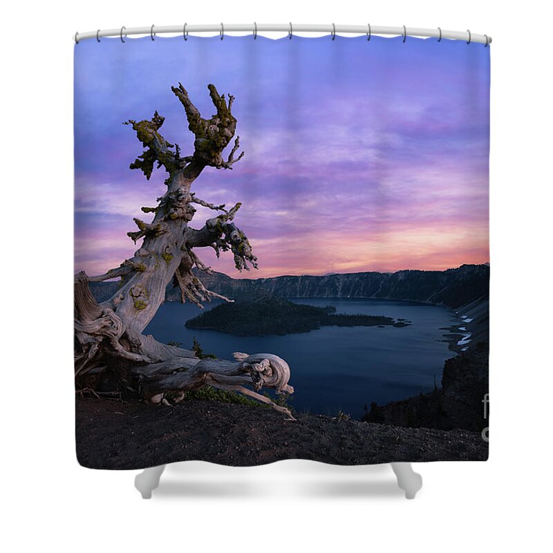 Crater Lake Shower Curtain featuring the photograph Ancient Whitebark Pine by Michael Ver Sprill