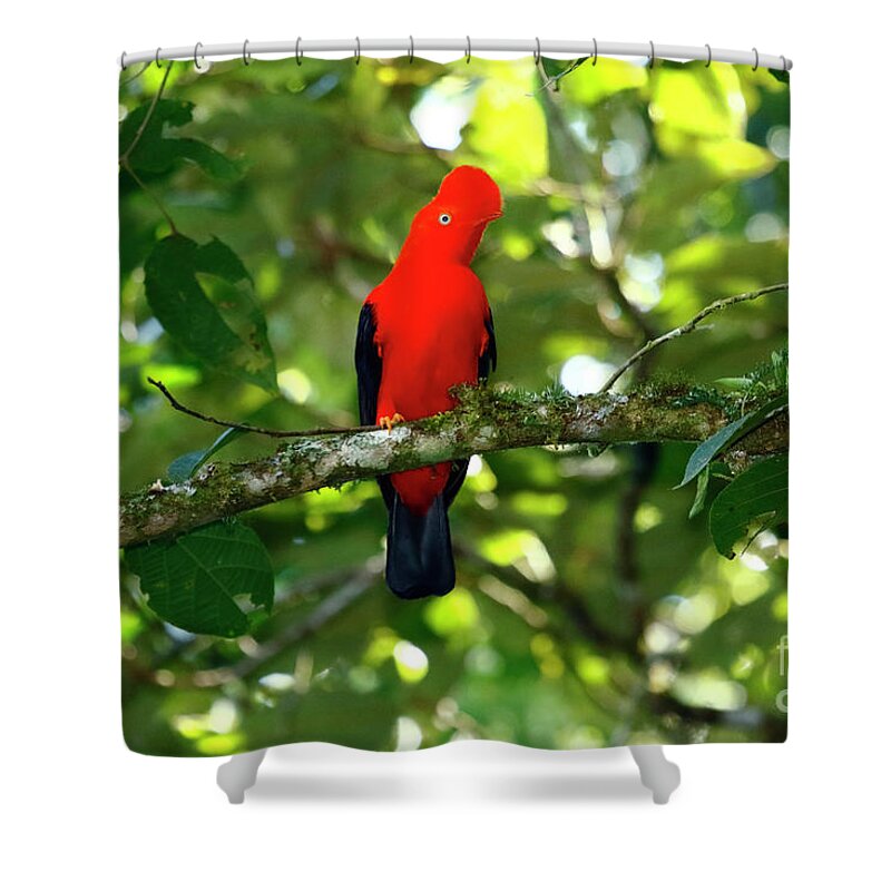 Cock Of The Rock Shower Curtain featuring the photograph Andean cock-of-the-rock Peru's National Bird by James Brunker