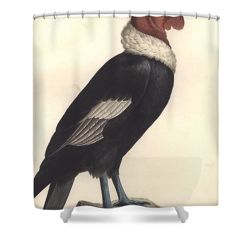 Condor Shower Curtain featuring the painting Andean condor, The Male Condor Vultur gryphus by English School