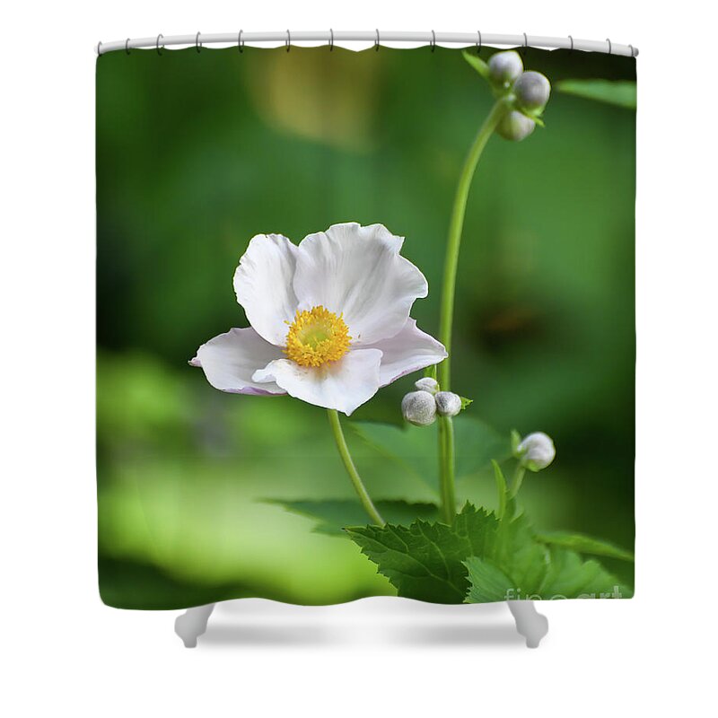 Flower Shower Curtain featuring the photograph Anemone in White by Kerri Farley
