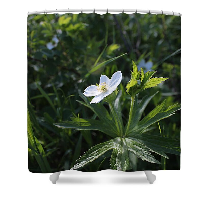 Wild Flower Shower Curtain featuring the photograph Anemone by Ruth Kamenev