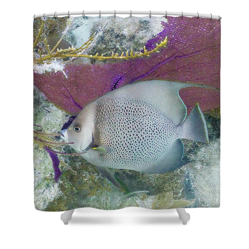 Animals Shower Curtain featuring the photograph Angelic by Lynne Browne