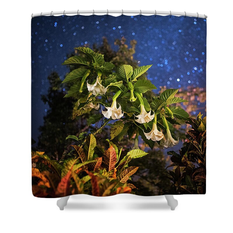Belize Shower Curtain featuring the photograph Angel's Trumpet Flowers Belmopan Belize Starry Skies Square by Toby McGuire