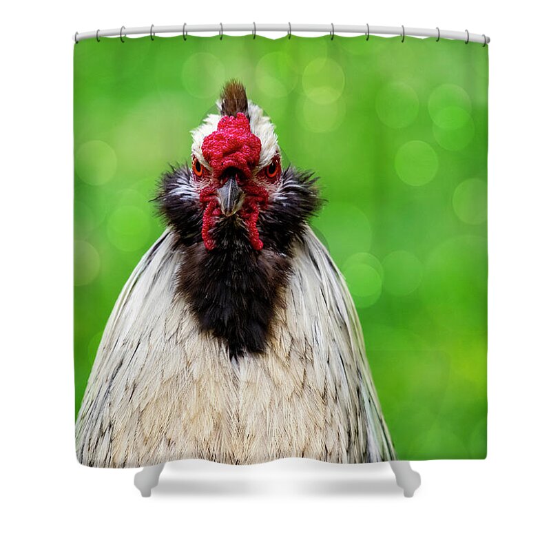 Bird Shower Curtain featuring the photograph Angry Rooster by Cathy Kovarik