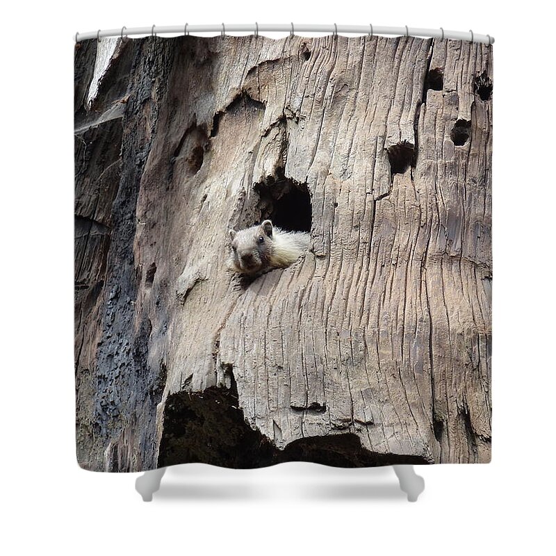 Animal Shower Curtain featuring the photograph Animal by Joelle Philibert