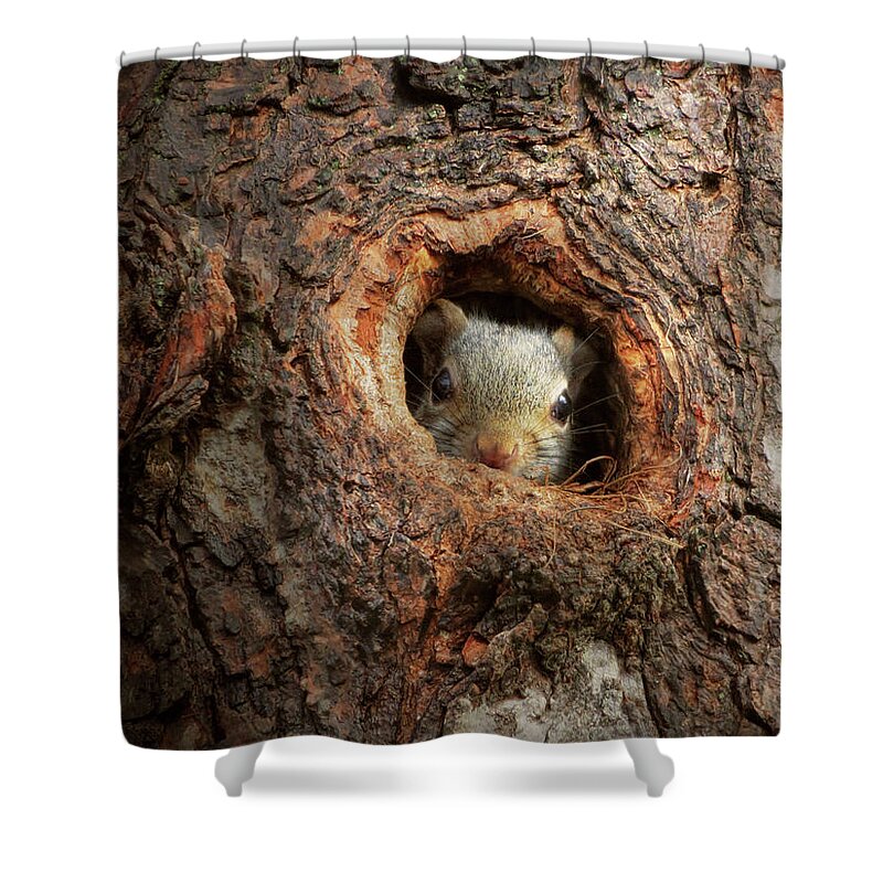 Squirrel Shower Curtain featuring the photograph Animal - Squirrel - I'm not shy I'm an introvert by Mike Savad