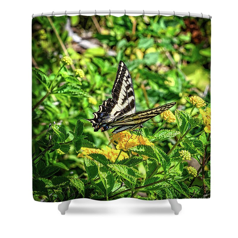 Anise Swallowtail Butterfly Shower Curtain featuring the photograph Anise Swallowtail Butterfly on a Yellow Lantana Flower by Abigail Diane Photography