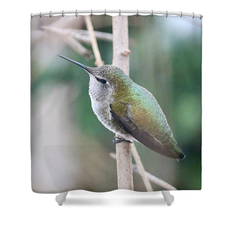 Hummingbird Shower Curtain featuring the photograph Anna's Hummingbird on Branch by Carol Groenen