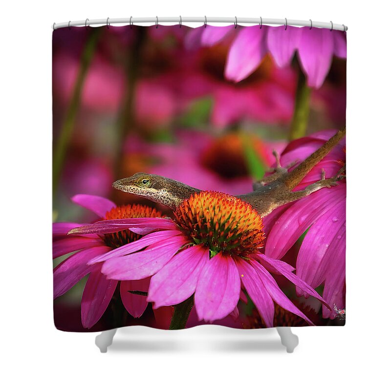 Pink Shower Curtain featuring the photograph Anole Lizard in Pinks by Pam Rendall