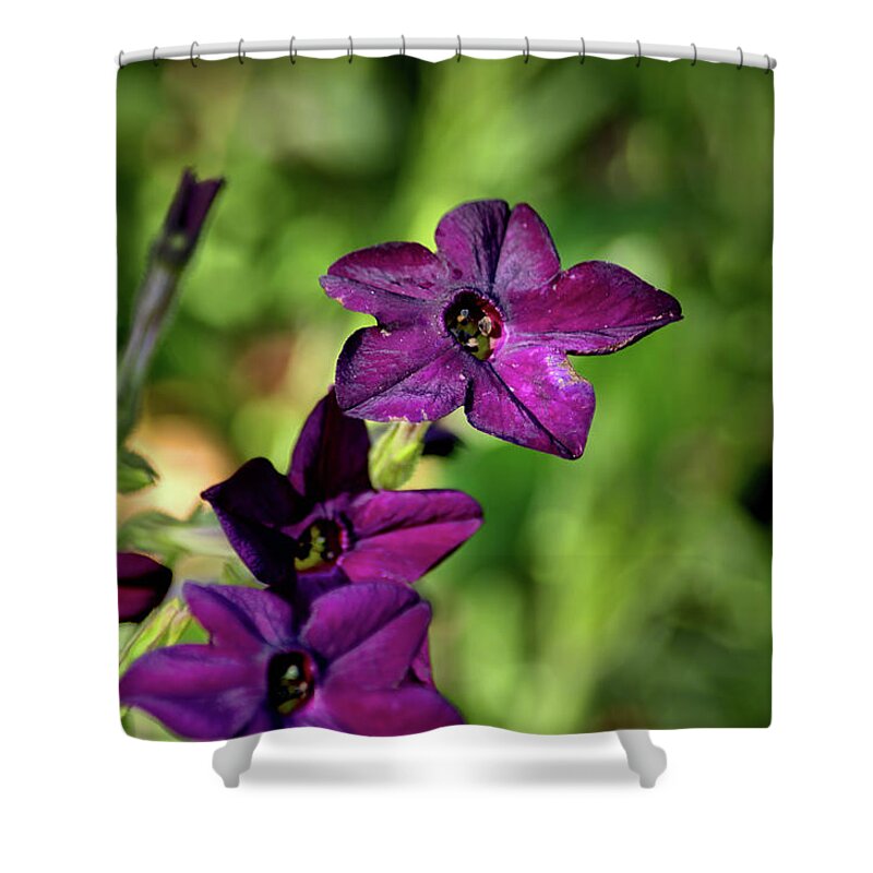 Plants Shower Curtain featuring the photograph another shot of Purple by Buddy Scott