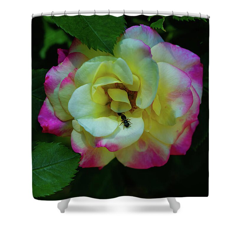 Rose Shower Curtain featuring the photograph Ant on a rose by Aarthi Arunkumar