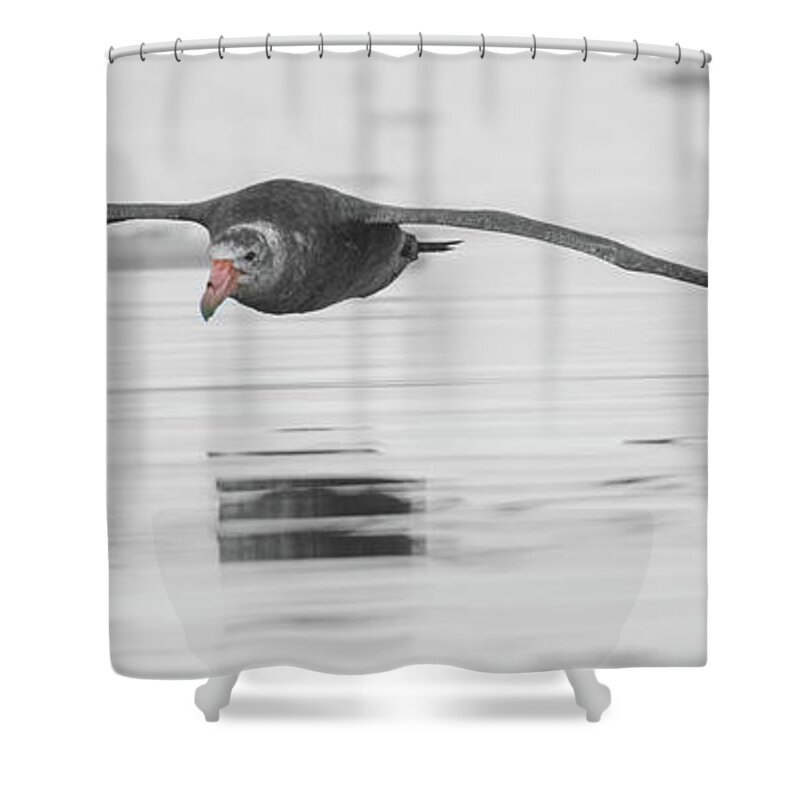 05feb20 Shower Curtain featuring the photograph Antarctic Giant Petrel Low Level Over Fournier Bay-BW-SC by Jeff at JSJ Photography
