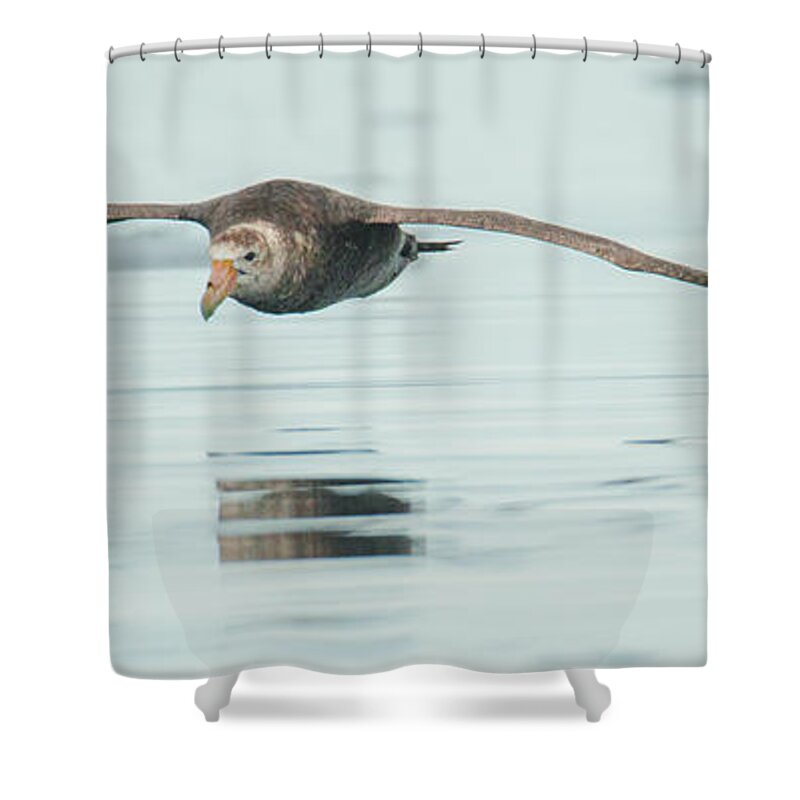 05feb20 Shower Curtain featuring the photograph Antarctic Giant Petrel Low Level Over Fournier Bay by Jeff at JSJ Photography