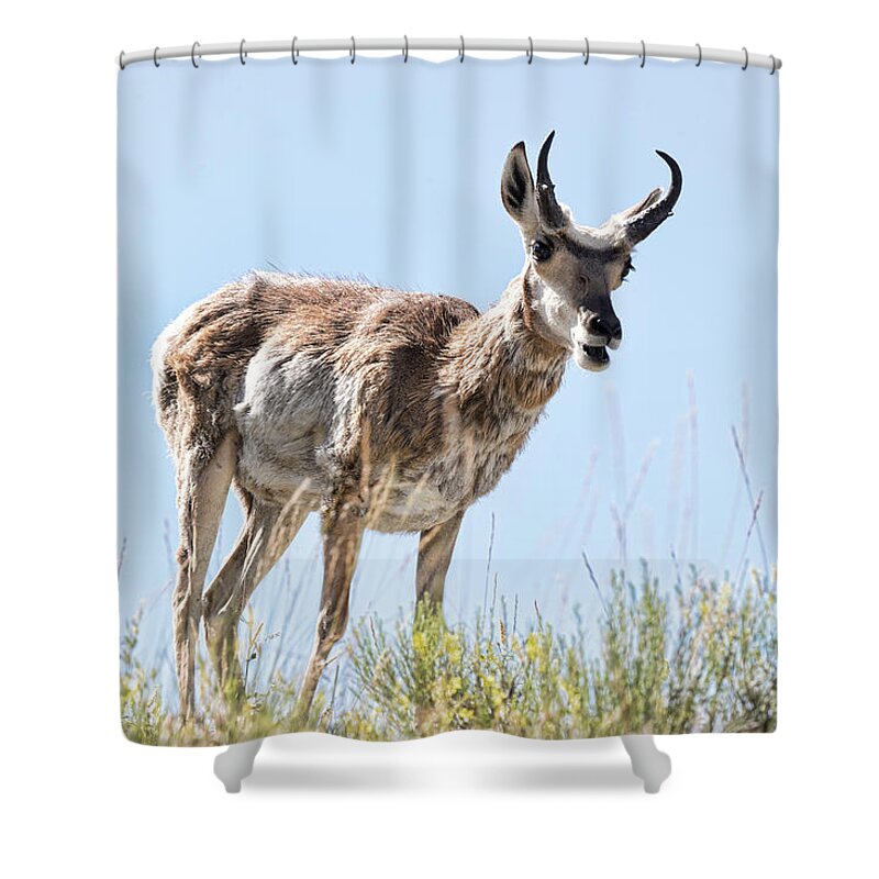Antelope Shower Curtain featuring the photograph Antelope 4 by Joe Granita