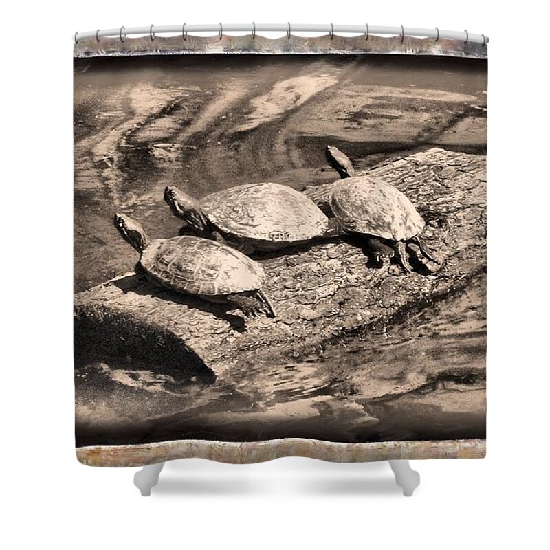 Turtle Shower Curtain featuring the mixed media Antique Turtles by Christopher Reed