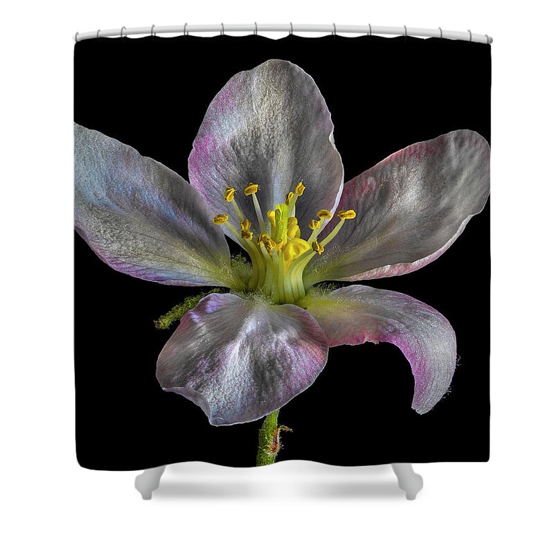Apple Blossom Shower Curtain featuring the photograph Apple Blossom 1 by Endre Balogh