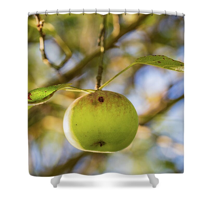 Nature Shower Curtain featuring the photograph Apple Tree Fall 2020 3 by Amelia Pearn