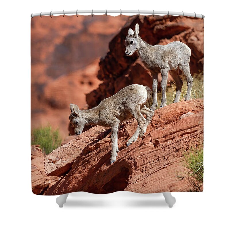 “valley Of Fire Shower Curtain featuring the photograph Apprehension by James Marvin Phelps
