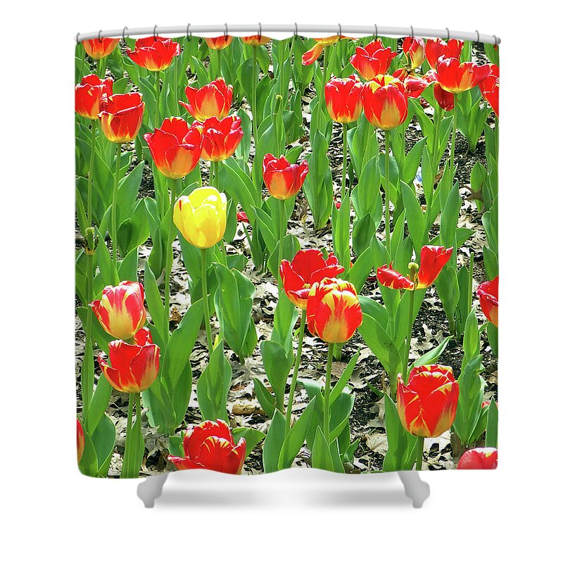Tulips Shower Curtain featuring the photograph April Flowers - A Splash of Yellow by Joseph A Langley