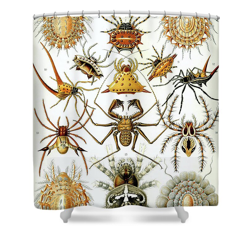 Arachnida Shower Curtain featuring the mixed media Arachnida. Ernst Haeckel by World Art Collective
