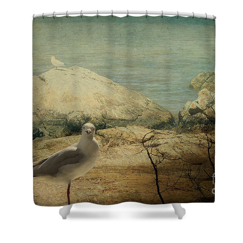 Seagull Shower Curtain featuring the photograph Are You Going to Shoot Me? by Elaine Teague