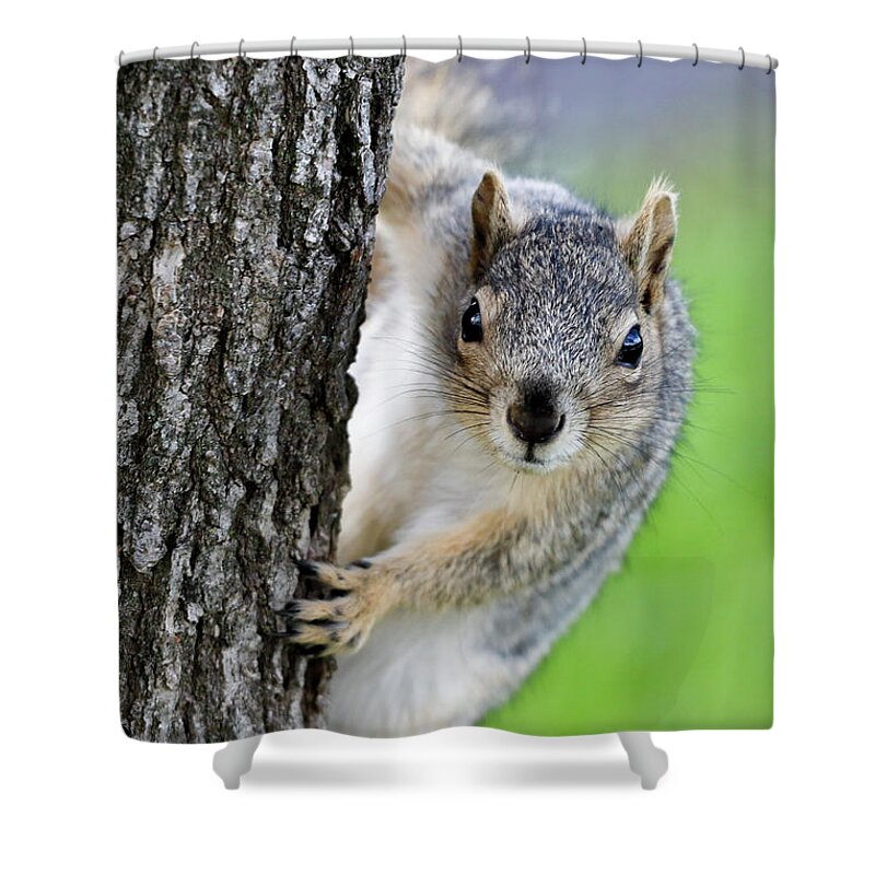 Squirrel Shower Curtain featuring the photograph Are you looking at me? by Gary Geddes