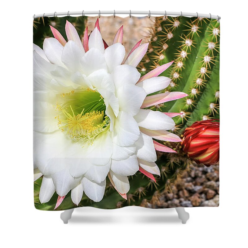 Argentine Giant Cactus Shower Curtain featuring the photograph Argentine Giant Cactus Bloom by Dawn Richards