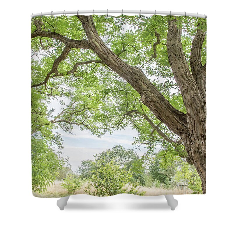 Arnos Park Shower Curtain featuring the photograph Arnos Park Trees Summer 3 by Edmund Peston