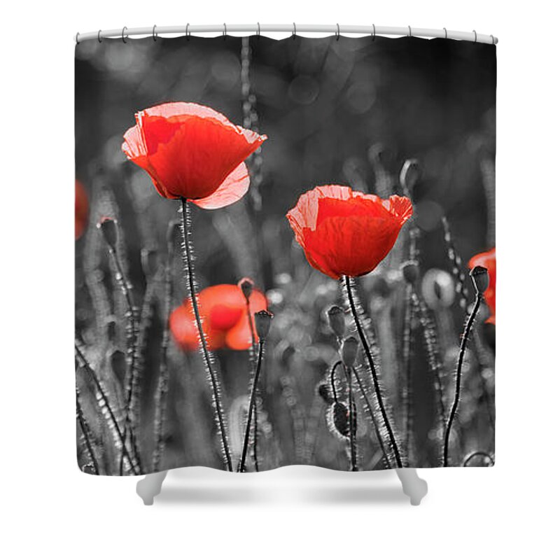 Poppy Shower Curtain featuring the photograph Artistic image of red poppies in field. by Jelena Jovanovic