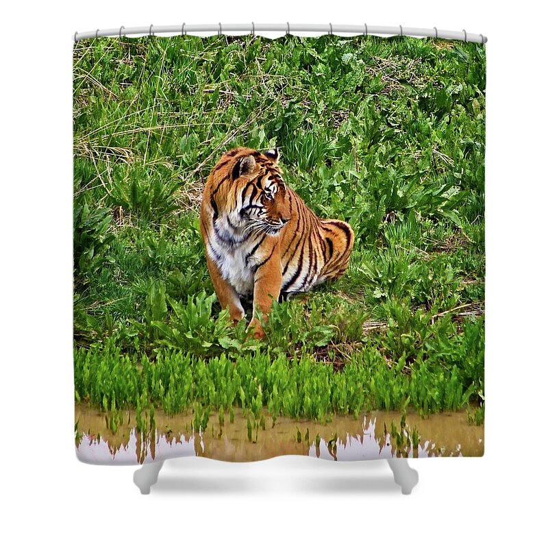 Nature Shower Curtain featuring the photograph Tiger Taking A Drink #1 by Loren Gilbert